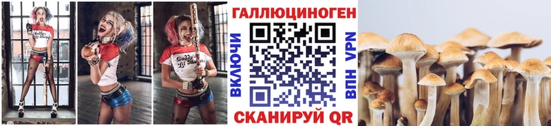 где найти   Бородино  Галлюциногенные грибы Magic Shrooms 